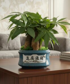 Cây Kim Ngân 3 Thân (Tam Tài) Cao 35-40cm, Chậu 20cm - Cây Phong Thủy Để Bàn