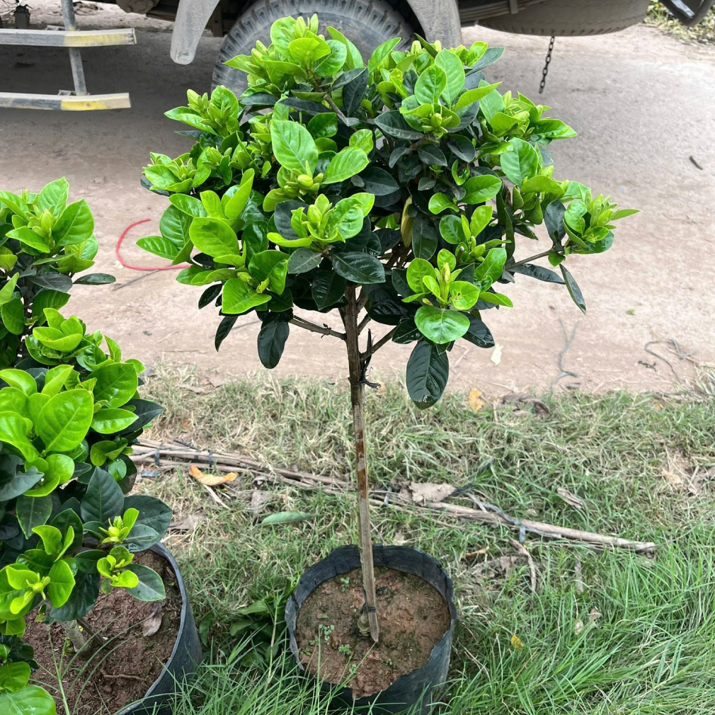 Cây Bạch Thiên Hương