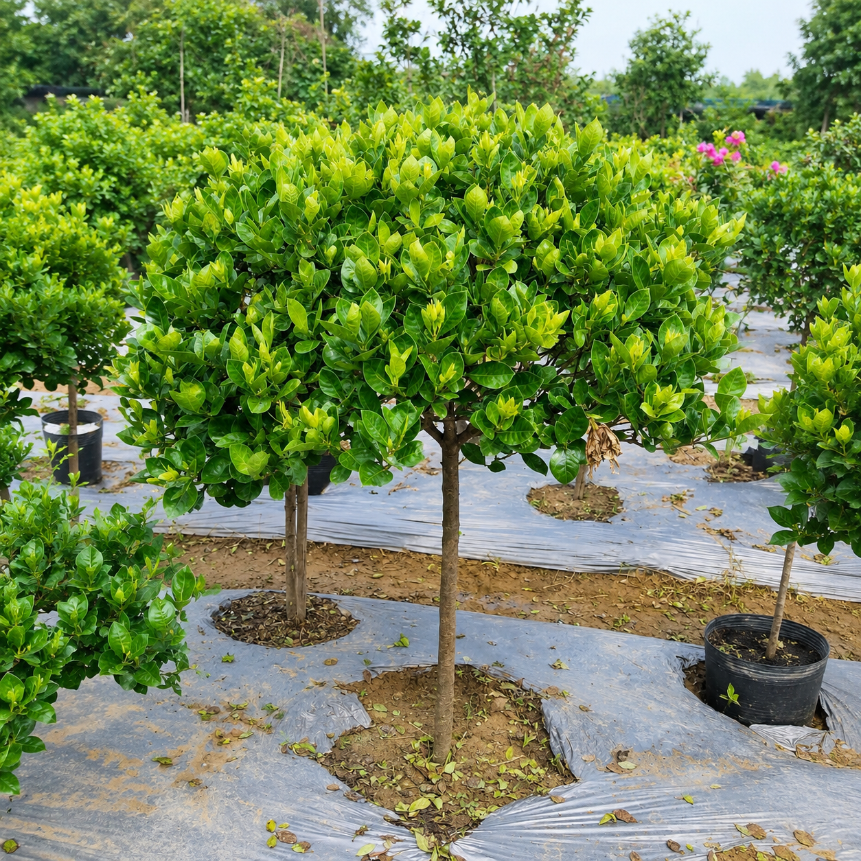 Cây Bạch Thiên Hương