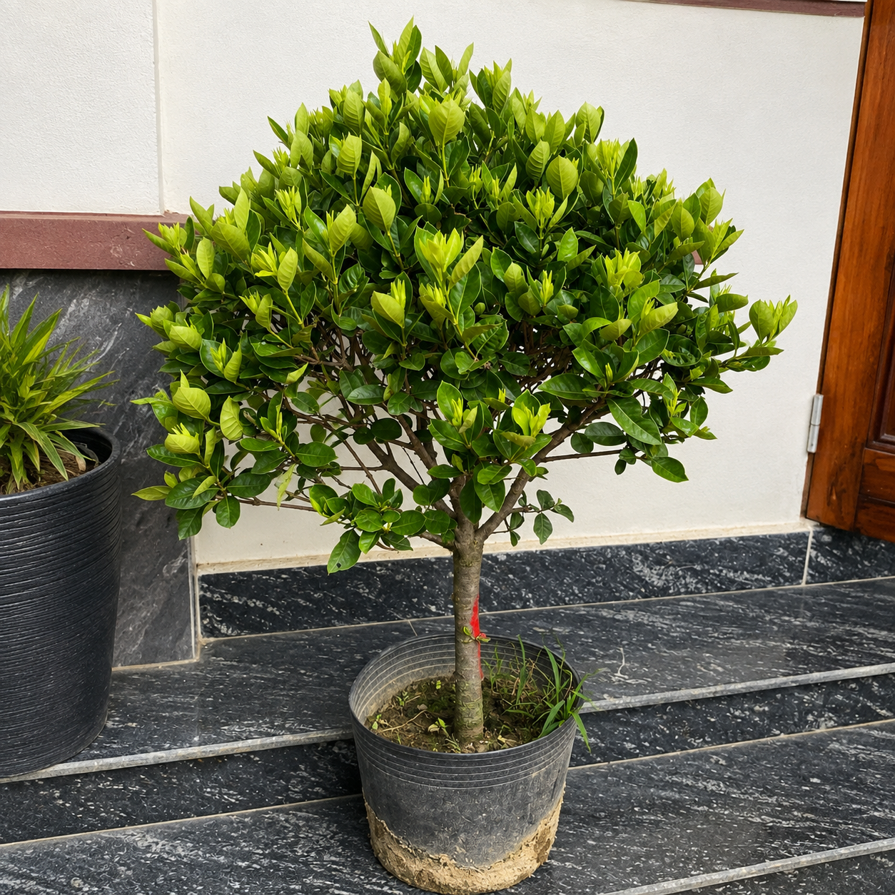Cây Bạch Thiên Hương