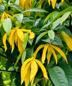 Cây Hoa Dẻ
