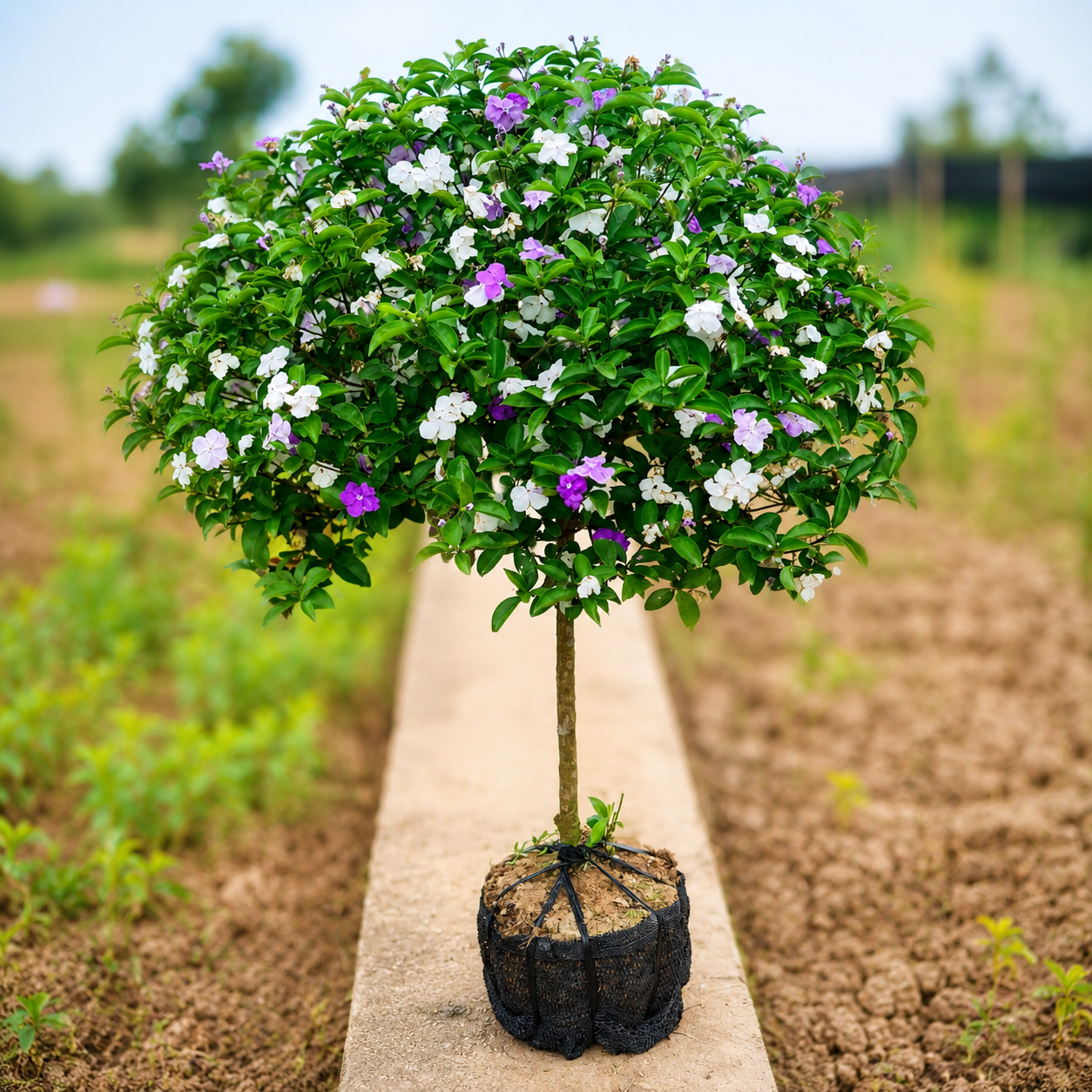 Cây Nhài Nhật