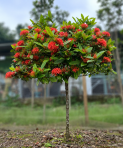 Mẫu Đơn Văn Chấn