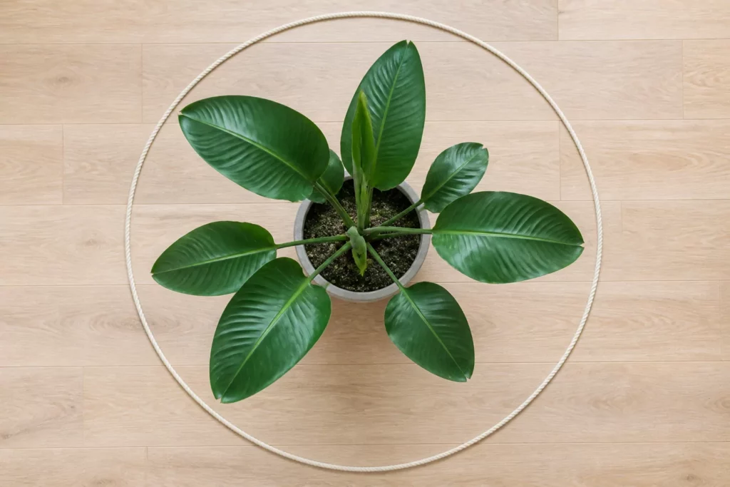 Vòng dây mô phỏng diện tích tán cây nhìn từ trên
